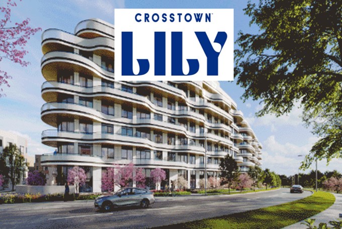Crosstown Lily